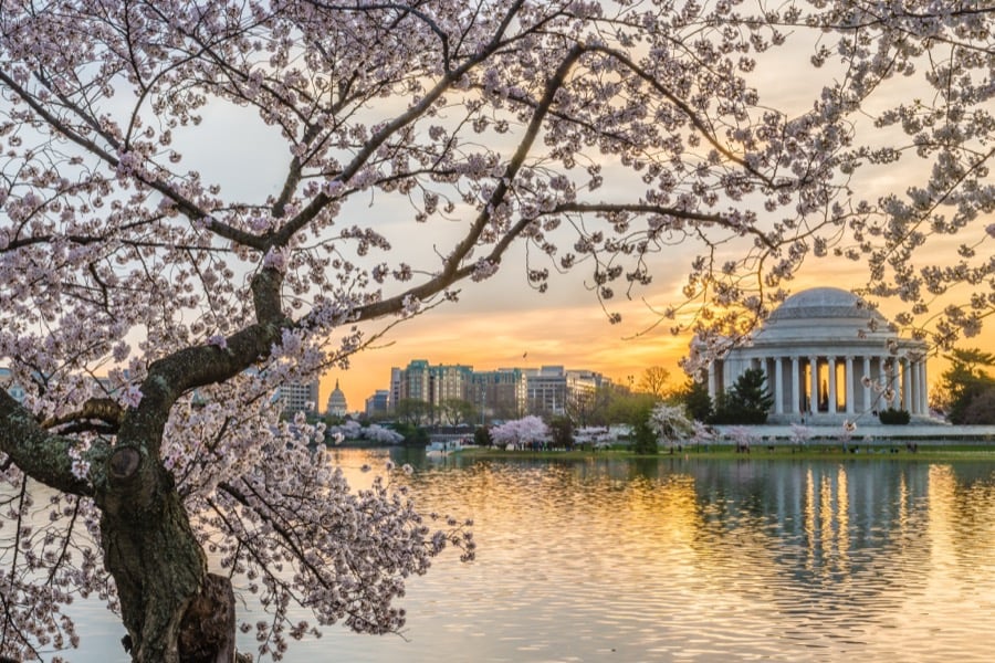Cherry blossoms framing the Jefferson Memorial across the Tidal Basin.